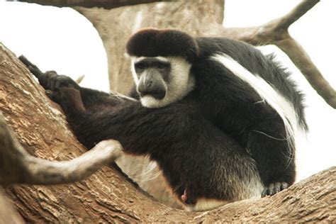 Animales en peligro de extinción en Panamá