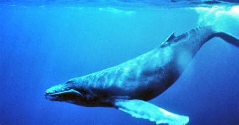 Animales en Peligro de Extinción : La Ballena Azul.