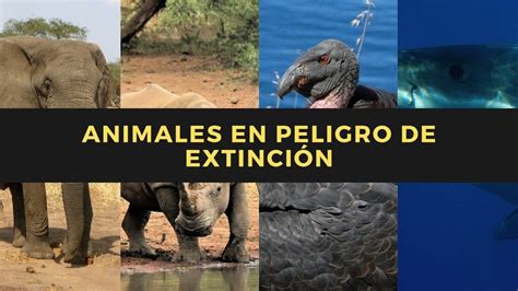 ANIMALES en PELIGRO de EXTINCIÓN | Lista, causas e información