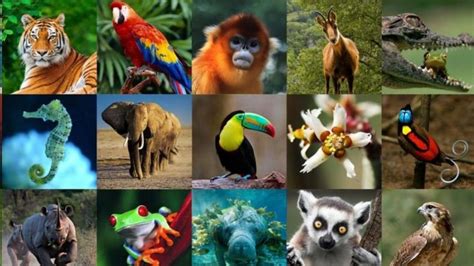 Animales en PELIGRO DE EXTINCIÓN por el Cambio Climático | Golfo Pacífico