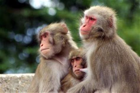 Animales en Video. Videos Monos: La vida en grandes grupos | Animales ...