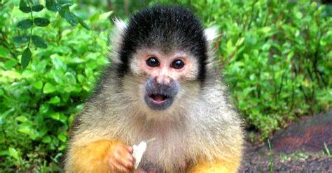 Animales Exoticos: Información del Mono Tití