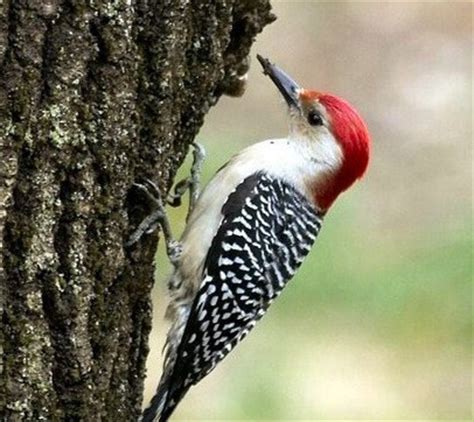 Animales Exoticos: Información del Pájaro Carpintero