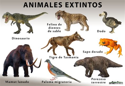 Animales extintos: Definición de extinción y una lista de ...