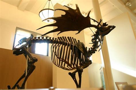 Animales extintos : El Ciervo Gigante   Mascotadictos