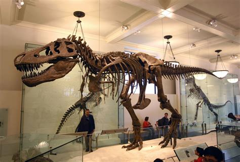 Animales extintos: Tyrannosaurus Rex  hace 65 millones de ...