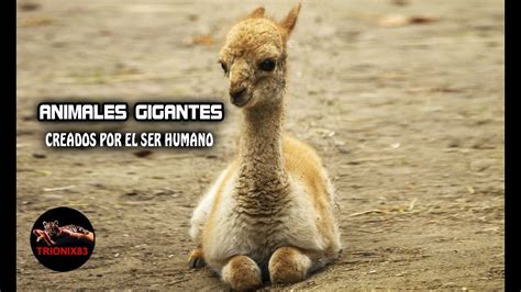 Animales gigantes reales creados por el ser humano – Los ...