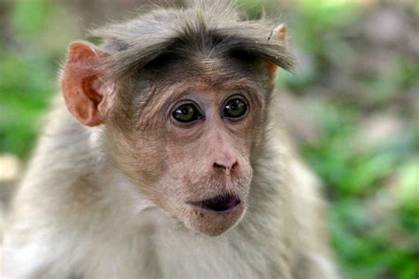 animales graciosos bonitos simios monos 1.jpg  800×533 ...