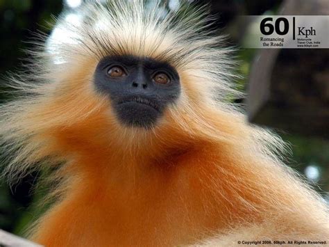 Animales graciosos: primates   Blogodisea