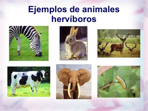 Animales herbívoros, Animales carnivoros, Omnivoros