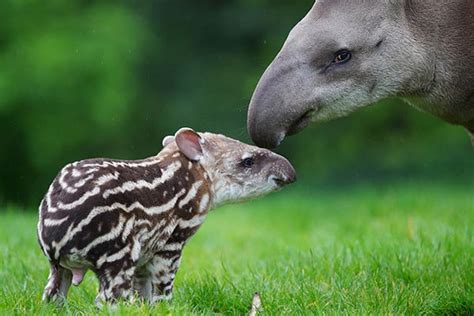 Animales herbívoros: Ejemplos y características ...