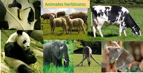 Animales herbívoros: lista, características y curiosidades