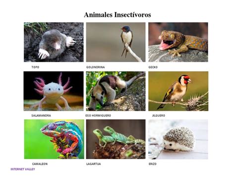 Animales Insectivoros.docx