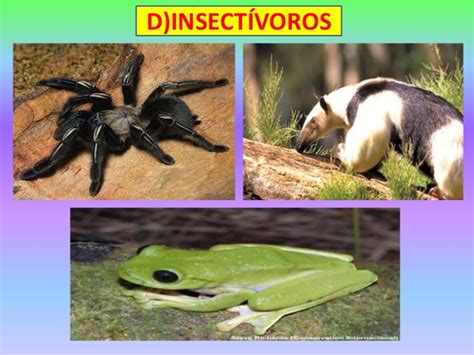Animales insectivoros para niños   Imagui