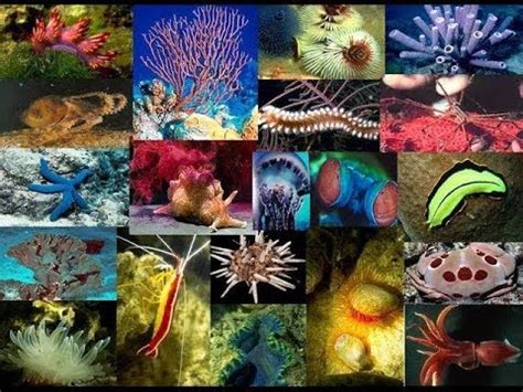 Animales invertebrados | Características y clasificación ...
