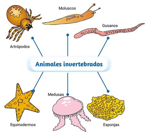 Animales invertebrados   Escolar   ABC Color