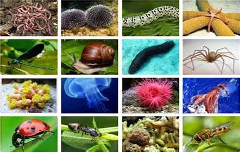Animales Invertebrados 【 Clases de Animales Invertebrados ...