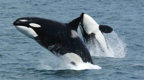 Animales: Los grandes animales marinos corren el riesgo de ...