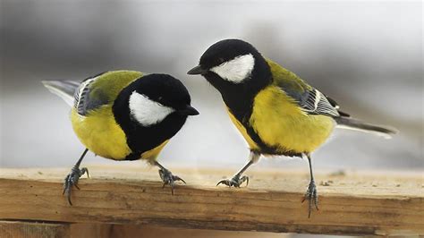 Animales: Los pájaros enamorados prefieren estar con su ...