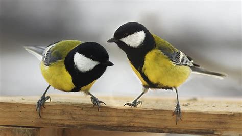 Animales: Los pájaros enamorados prefieren estar con su pareja antes ...