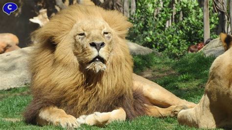 Animales magniíficos del Zoo Bioparc de Valencia   YouTube