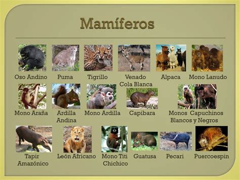 ANIMALES MAMIFEROS: Los Mamíferos Clase Mammalia