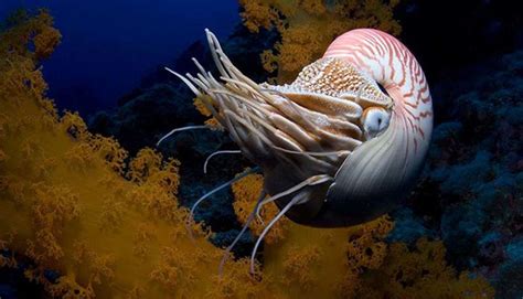 animales marinos antiguos: Una sorprendente historia
