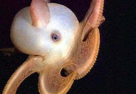 animales marinos con nombres curiosos y sus características