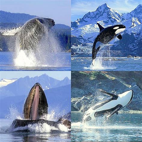 Animales marinos | Diario Animales