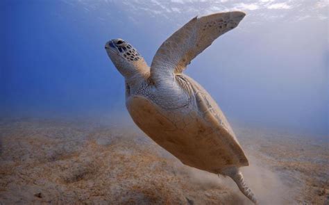 animales marinos en peligro de extincion en el mundo