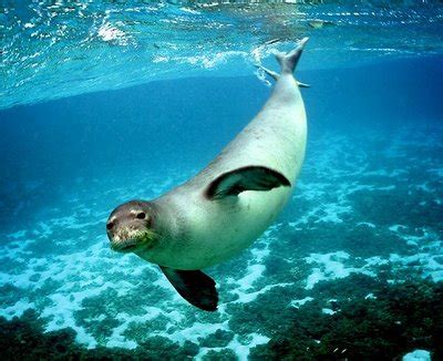 animales marinos en via de extincion: una lista que ...