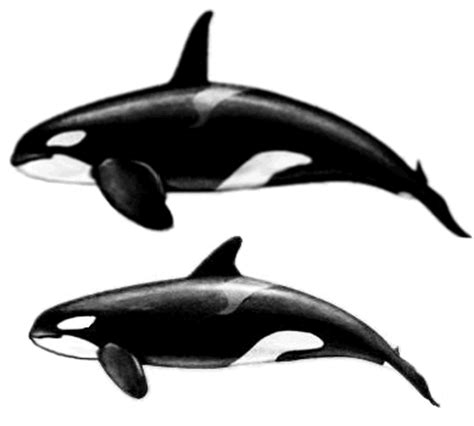 Animales Marinos: Las orcas