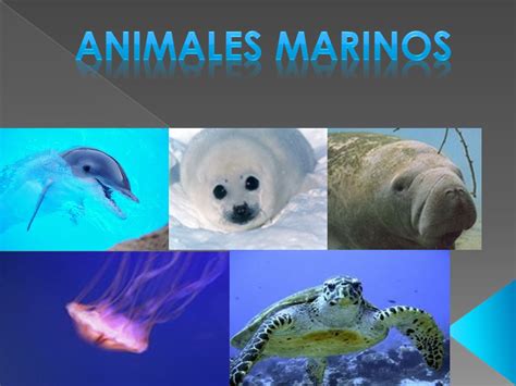 ANIMALES MARINOS.   ppt descargar