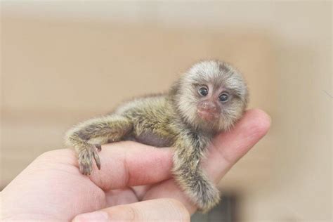 Animales más adorables del mundo