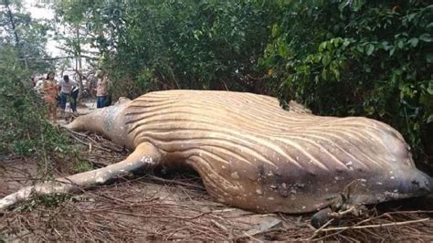 Animales: Misterio en Brasil: encuentran una ballena ...