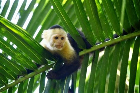 ANIMALES : Mono capuchino