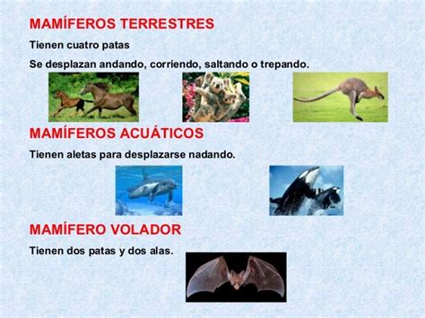 Animales