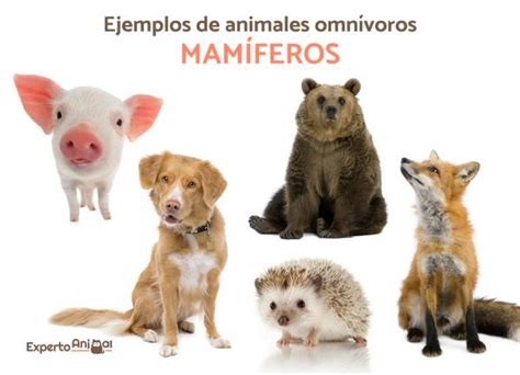 Animales omnívoros   Más de 40 EJEMPLOS  lista con IMÁGENES