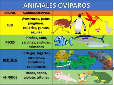 Animales ovíparos y vivíparos   Ciencias Naturales Cuarto de Primaria ...