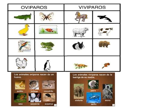 Animales Oviparos y Viviparos