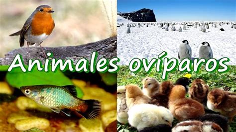 Animales Ovíparos y Vivíparos para Niños de Preescolar   Visual Avi