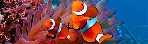 Animales para acuarios marinos   Exofauna