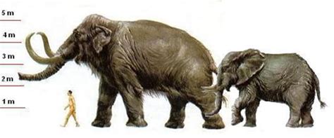 Animales prehistóricos: MAMUT Mammuthus