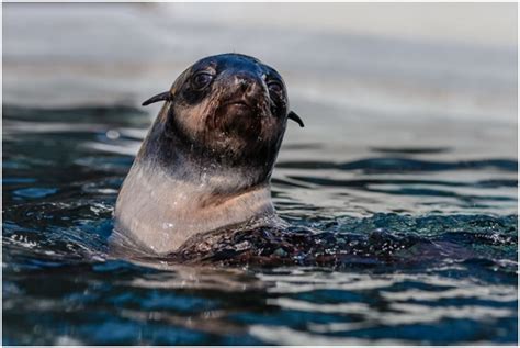 Animales que ayudan al ser humano a salvar el planeta   HIDROBLOG