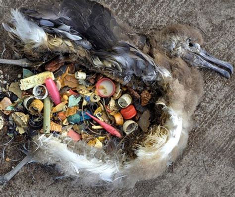Animales que comieron plástico hasta morir    Chismes Today