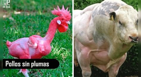 Animales que fueron creados por el hombre y su aspecto es ...