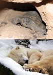 Animales que hibernan | Animalesis