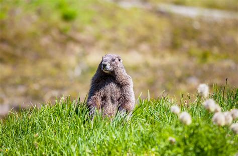 Animales que hibernan: ¿quieres saber cuáles son? | Wakyma en 2021 ...