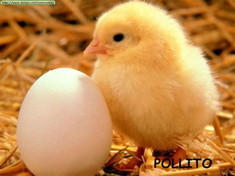 Animales que nacen de huevos