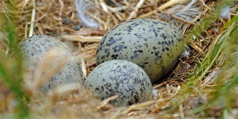 Animales Que Nacen De Un Huevo 94   Animales ovíparos, la vida que nace ...